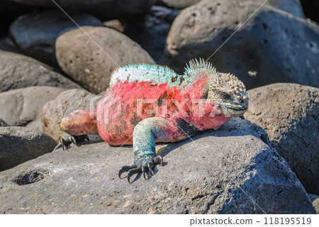 Galapagos Marine Iguana, Amblyrhynchus cristatus, during mating season sunbathing on a rock 118195519