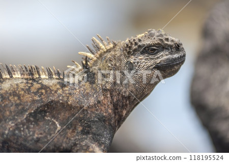 Galapagos Marine Iguana close shot on blurred background 118195524