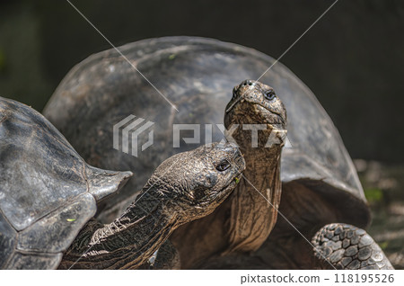 Close up of two Galapagos giant tortoises (Chelonoidis) on blurred background Close up of two Galapagos giant tortoises (Chelonoidis) on blurred background 118195526