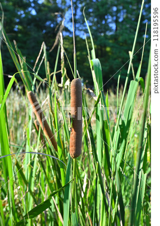 Locusts resting on cattails, lakes and marshes, midsummer waterside, midsummer scenery 118195596