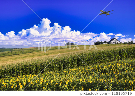 飛機飛越北海道美麗的向日葵田 飛機飛越北海道美麗的向日葵田 118195719