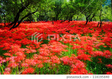 In the shade of the trees in the park of the red spider lilies in full bloom, Kinchakuda, red flowers are blooming in full bloom In the shade of the trees in the park of the red spider lilies in full bloom, Kinchakuda, red flowers are blooming in full bloom 118195840