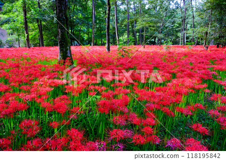Red spider lilies blooming in the forest 3 118195842