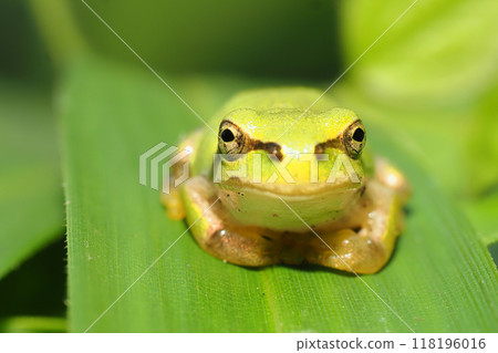 Japanese black frog 118196016