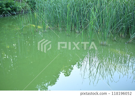 Lakes and ponds, water mirrors, midsummer waterside scenery 118196052