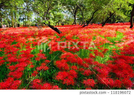 紅色群集孤挺花在森林裡 118196072