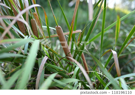 A midsummer waterside scene of a lake with cattails growing 118196110