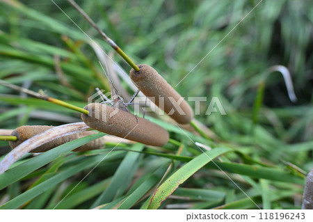Grasshopper resting on cattail, lake, marsh, midsummer waterside scenery 118196243