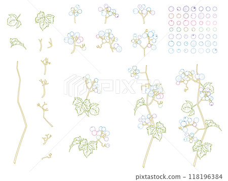Wild grape line drawing set_color Wild grape line drawing set_color 118196384