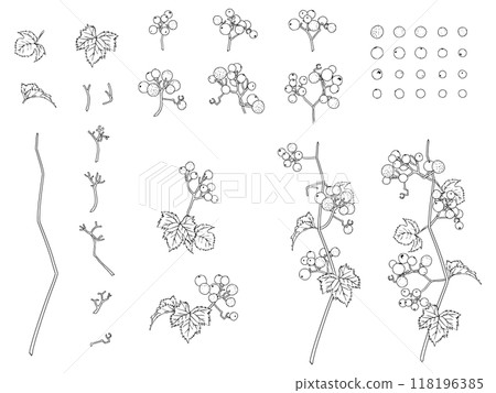 Wild grape line drawing set_black Wild grape line drawing set_black 118196385