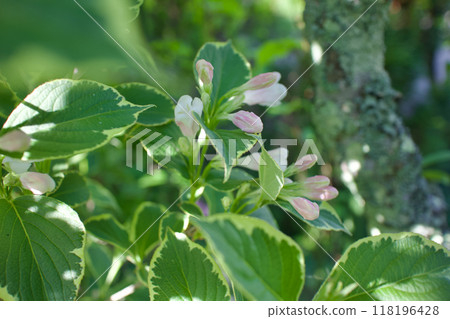 The buds of the variegated red Deutzias. The flower language is "abundant and beautiful" and "fickleness." The buds of the variegated red Deutzias. The flower language is "abundant and beautiful" and "fickleness." 118196428
