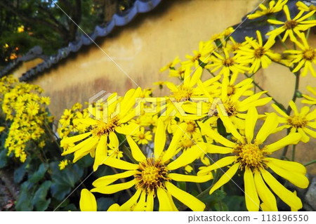 Yellow flowers of Tsubaki 118196550
