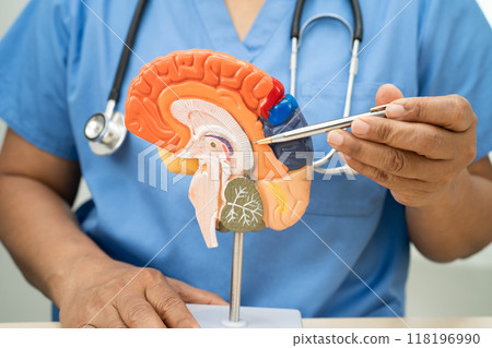 Alzheimer disease, Asian doctor holding brain anatomy model for study diagnosis and treatment in hospital. Alzheimer disease, Asian doctor holding brain anatomy model for study diagnosis and treatment in hospital. 118196990