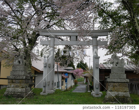 櫻花和Torii Torii 118197305