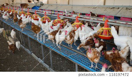 Laying hens in farm poultry house equipped with grain feeders Laying hens in farm poultry house equipped with grain feeders 118197472