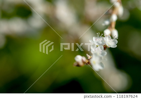 Shirobana Sakura Tade on the Yasuragi Embankment of the Shinano River Shirobana Sakura Tade on the Yasuragi Embankment of the Shinano River 118197624