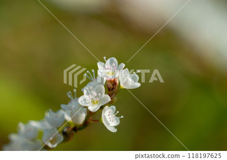Shirobana Sakura Tade on the Yasuragi Embankment of the Shinano River Shirobana Sakura Tade on the Yasuragi Embankment of the Shinano River 118197625