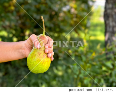 Child holds pear in orchard during harvest season with blurred green background 118197679