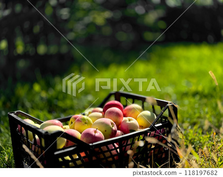 Freshly harvested apples in a basket on lush green grass in an orchard 118197682
