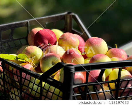Freshly picked apples in basket with natural sunlight and green background Freshly picked apples in basket with natural sunlight and green background 118197683