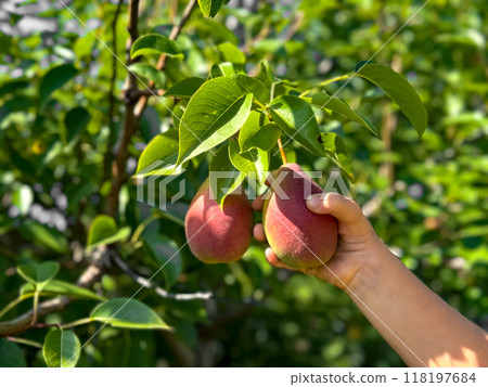 Child's hand picking ripe pears from tree in lush garden 118197684