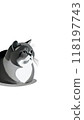 A monotone image of a British Shorthair from the UK. It has a round face and a thick neck, and is calm and gentle. 118197743