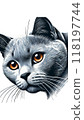 A monotone image of a French Bleu Chartreuse, with its distinctive blue coat and copper-coloured eyes. 118197744
