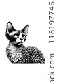 Monotone image of a British Devon Rex cat, characterized by its curly hair and large ears. 118197746