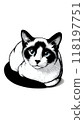 Monotone image of an American Colorpoint Shorthair, with color points similar to those of a Siamese cat. 118197751