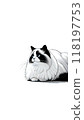 Monotone image of an American Ragdoll. Calm and loves to be held. 118197753