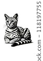 Monotone image of an American Savannah. A cross between a serval and a domestic cat, it has a wild appearance. 118197755