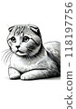Monotone image of a British Scottish Fold, characterized by its folded ears. 118197756