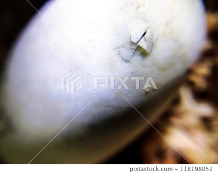 海龜孵化開始了 118198052