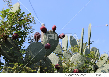 Prickly pear cactus blooming in a summer park 118198138