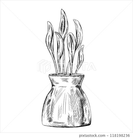 Vector illustration of Sprouted grains of young corn in ceramic pot. Organic micro greens. A plant for home cultivation in pots, landscaping of the infield painted by black inks in linear style. 118198236