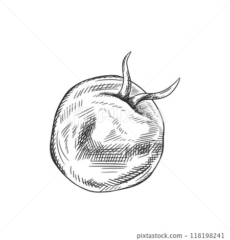 Vector illustration of a ripe tomato. Organic fresh vegetables, healthy harvest. Ingredients for cooking, farm products. Hand drawn in line art style painted by black ink on isolated background Vector illustration of a ripe tomato. Organic fresh vegetables, healthy harvest. Ingredients for cooking, farm products. Hand drawn in line art style painted by black ink on isolated background 118198241