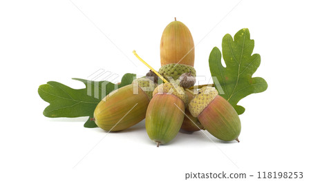 A cluster of ripe acorns accompanied by vibrant green oak leaves, A cluster of ripe acorns accompanied by vibrant green oak leaves, 118198253