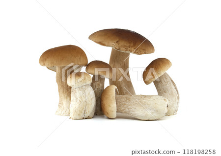 Fresh penny bun mushrooms isolated on white background for culinary use Fresh penny bun mushrooms isolated on white background for culinary use 118198258