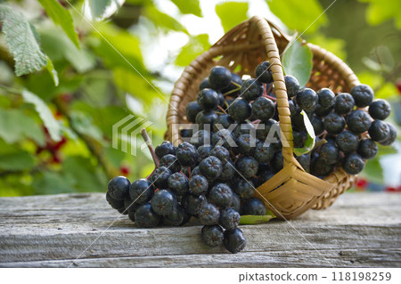Fresh aronia melanocarpa (black chokeberry) in a wicker basket outdoors Fresh aronia melanocarpa (black chokeberry) in a wicker basket outdoors 118198259