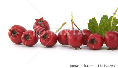 Closeup fresh red common hawthorn berries with green leaves isolated on a white background Closeup fresh red common hawthorn berries with green leaves isolated on a white background 118198265