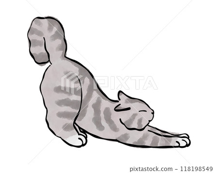 American Shorthair Gray Cat Illustration Vector 118198549