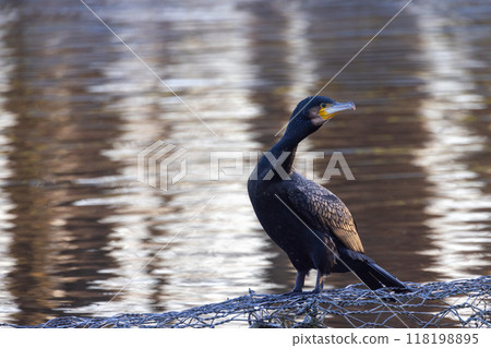 Cormorant by the Water A Truly Majestic Bird Found in Natures Beauty and Splendor 118198895