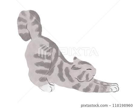 American Shorthair Gray Cat Illustration Vector 118198960