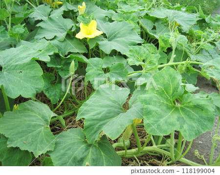 Pumpkin flowers, leaves and ivy Pumpkin flowers, leaves and ivy 118199004