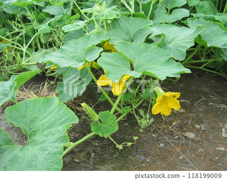 Pumpkin flowers, leaves and ivy Pumpkin flowers, leaves and ivy 118199009
