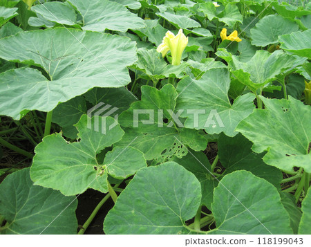 Pumpkin flowers and leaves Pumpkin flowers and leaves 118199043