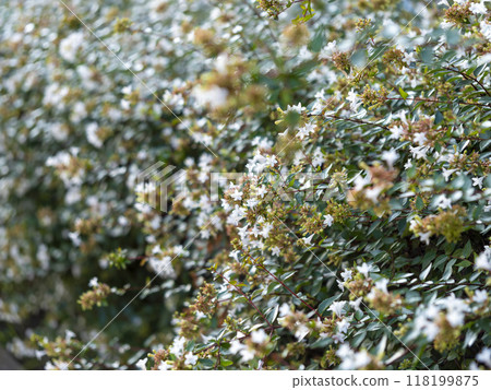 公園裡的樹籬，開著盛開的六道木花 118199875