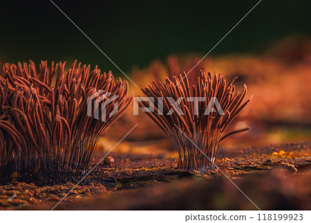 Chocolate tube slime mold - Stemonitis axifera Chocolate tube slime mold - Stemonitis axifera 118199923