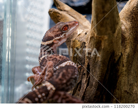 Hynant 壁虎的特寫 118200270