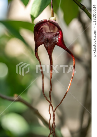 Aristrokia·Tricka數據 Aristrokia·Tricka數據 118200534